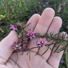 Crowea exalata subsp. exalata (Small Crowea) at Latham, ACT - 27 Apr 2020 by MattM