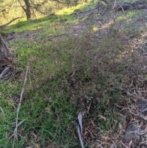 Crowea exalata subsp. exalata at Latham, ACT - 27 Apr 2020
