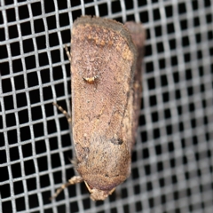 Proteuxoa hypochalchis (Black-bar Noctuid) at O'Connor, ACT - 28 Apr 2020 by ibaird
