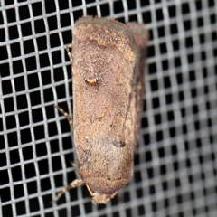 Proteuxoa hypochalchis (Black-bar Noctuid) at O'Connor, ACT - 28 Apr 2020 by ibaird