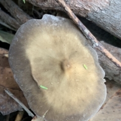 Agarics at Quaama, NSW - 16 Apr 2020 by FionaG