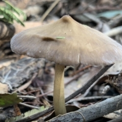 Agarics at Quaama, NSW - 16 Apr 2020