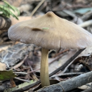 Agarics at Quaama, NSW - 16 Apr 2020