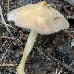 Agarics at Quaama, NSW - 16 Apr 2020 02:29 PM