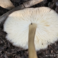 Agarics at Quaama, NSW - 16 Apr 2020 02:29 PM