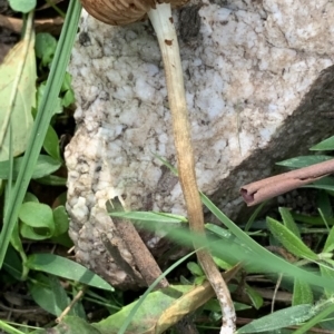 Agarics at Quaama, NSW - 16 Apr 2020 02:17 PM