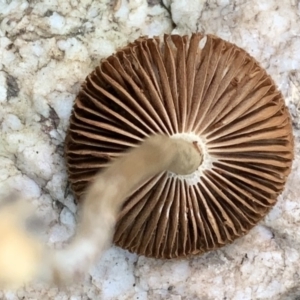 Agarics at Quaama, NSW - 16 Apr 2020 02:17 PM