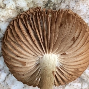 Agarics at Quaama, NSW - 16 Apr 2020 02:17 PM