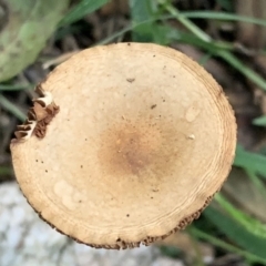 Agarics at Quaama, NSW - 16 Apr 2020 02:17 PM