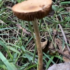 Agarics at Quaama, NSW - 16 Apr 2020 02:17 PM