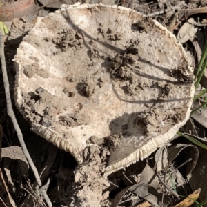 Amanita sp. at Murrah, NSW - 1 Apr 2020