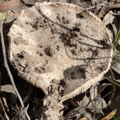 Unidentified Cup or disk - with no 'eggs' at Murrah, NSW - 1 Apr 2020 by FionaG