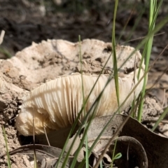 Amanita sp. at Murrah, NSW - 1 Apr 2020