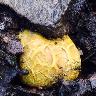 Scleroderma sp. (Scleroderma) at Black Mountain - 1 May 2020 by RWPurdie