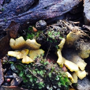 Scleroderma sp. at Acton, ACT - 1 May 2020