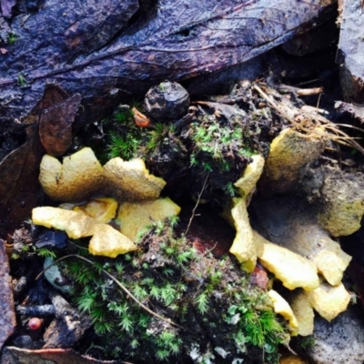 Scleroderma sp. (Scleroderma) at Acton, ACT - 1 May 2020 by RWPurdie