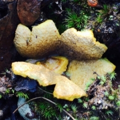 Scleroderma sp. at Acton, ACT - 1 May 2020