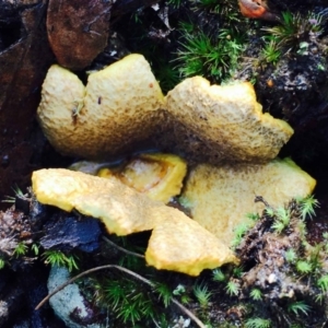 Scleroderma sp. at Acton, ACT - 1 May 2020