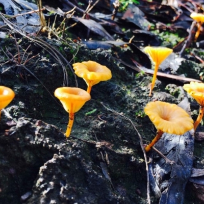 Lichenomphalia chromacea (Yellow Navel) at Black Mountain - 1 May 2020 by RWPurdie