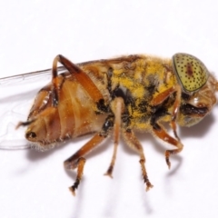 Eristalinus punctulatus (Golden Native Drone Fly) at Evatt, ACT - 16 Oct 2016 by TimL