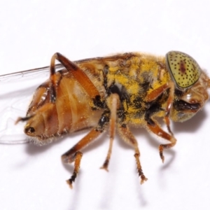 Eristalinus punctulatus at Evatt, ACT - 16 Oct 2016 03:59 PM