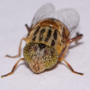 Eristalinus punctulatus at Evatt, ACT - 16 Oct 2016 03:59 PM