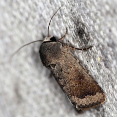 Proteuxoa leptochroa (Broad-bodied Noctuid) at O'Connor, ACT - 28 Apr 2020 by ibaird