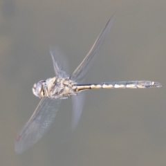 Hemicordulia tau (Tau Emerald) at Michelago, NSW - 27 Apr 2020 by Illilanga