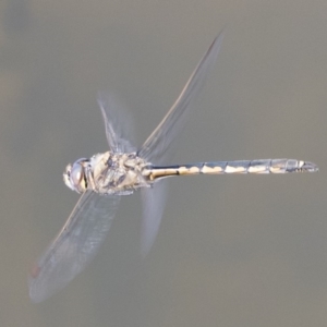 Hemicordulia tau at Michelago, NSW - 27 Apr 2020 11:43 AM