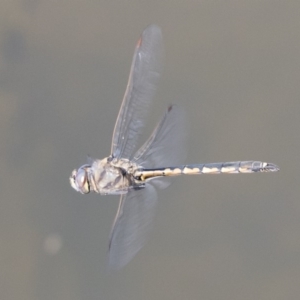 Hemicordulia tau at Michelago, NSW - 27 Apr 2020 11:43 AM