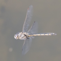 Hemicordulia tau at Michelago, NSW - 27 Apr 2020