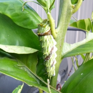 Papilio aegeus at Tathra Public School - 1 May 2020