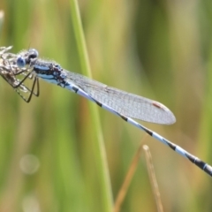 Austrolestes annulosus (Blue Ringtail) at Illilanga & Baroona - 27 Apr 2020 by Illilanga