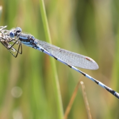 Austrolestes annulosus (Blue Ringtail) at Michelago, NSW - 27 Apr 2020 by Illilanga