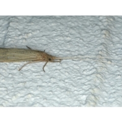 Leptoceridae sp. (family) (Long-horned caddisfly) at Ainslie, ACT - 9 Dec 2019 by jbromilow50