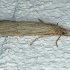 Leptoceridae sp. (family) at Ainslie, ACT - 9 Dec 2019