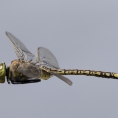 Anax papuensis (Australian Emperor) at Michelago, NSW - 29 Feb 2020 by Illilanga