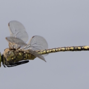 Anax papuensis at Michelago, NSW - 1 Mar 2020