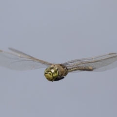 Anax papuensis at Michelago, NSW - 1 Mar 2020