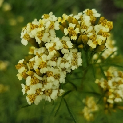 Tagetes minuta (Stinking Roger) at Red Hill, ACT - 13 Apr 2020 by SRoss