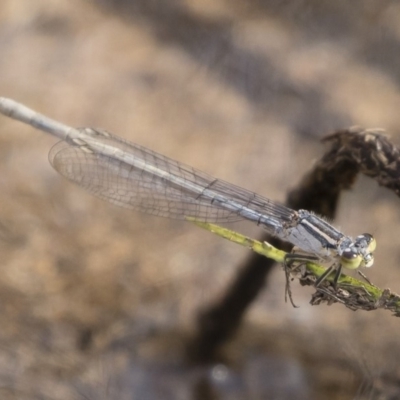 Ischnura heterosticta (Common Bluetail Damselfly) at Illilanga & Baroona - 29 Feb 2020 by Illilanga