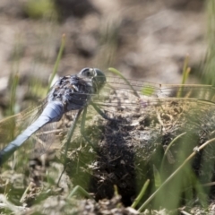 Orthetrum caledonicum (Blue Skimmer) at Illilanga & Baroona - 29 Feb 2020 by Illilanga