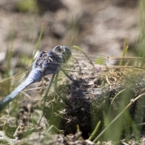 Orthetrum caledonicum at Michelago, NSW - 1 Mar 2020 10:31 AM