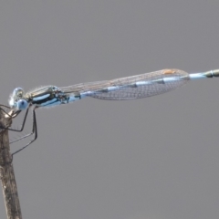 Austrolestes annulosus (Blue Ringtail) at Illilanga & Baroona - 29 Feb 2020 by Illilanga