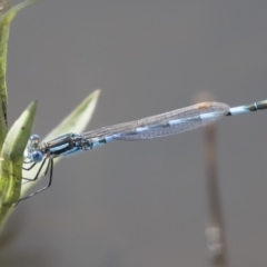 Austrolestes annulosus at Michelago, NSW - 1 Mar 2020 09:28 AM