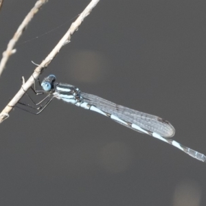 Austrolestes annulosus at Michelago, NSW - 1 Mar 2020 09:28 AM