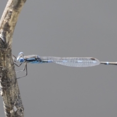 Austrolestes leda (Wandering Ringtail) at Michelago, NSW - 1 Mar 2020 by Illilanga