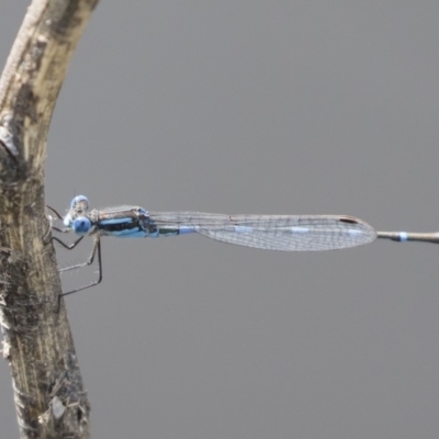 Austrolestes leda (Wandering Ringtail) at Illilanga & Baroona - 29 Feb 2020 by Illilanga