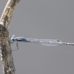 Austrolestes leda at Michelago, NSW - 1 Mar 2020 09:36 AM