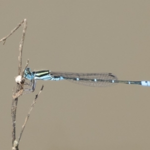 Austroagrion watsoni at Michelago, NSW - 1 Mar 2020